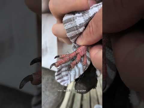 Catching and de-stringing a fledgling pigeon #animalrescue #pigeon #animalrescue #birds #manchester thumbnail