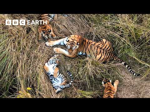 No One Has Ever Seen Tigers Do This Before | Tiger Island | BBC Earth thumbnail