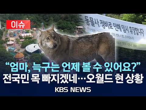 [?이슈] 늑대 사파리로 돌아간 늑구…재개장은 왜 늦어질까?/2026년 5월 23일(토)/KBS thumbnail