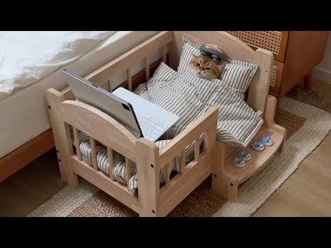 【牛奶是只猫】瞧把他给舒服的 thumbnail