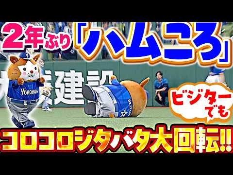 【2年ぶりハムころがし】DB.スターマン『相変わらずの可愛さ…ベルーナDでもコロコロジタバタ大回転に大歓声！』 thumbnail