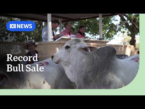 Indonesian importer buys up big at NT’s biggest bull sale | ABC NEWS thumbnail
