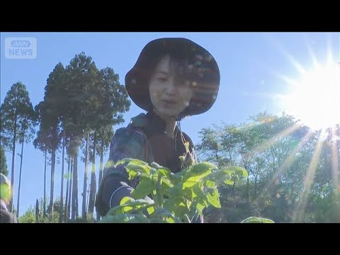香りを楽しむ食用のバラ 「食香バラ」摘み取り体験　富山・射水市(2026年5月31日) thumbnail