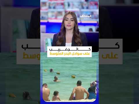 كائن غريب على سواحل البحر المتوسط #اخبار_اليوم #لميس_ابراهيم thumbnail