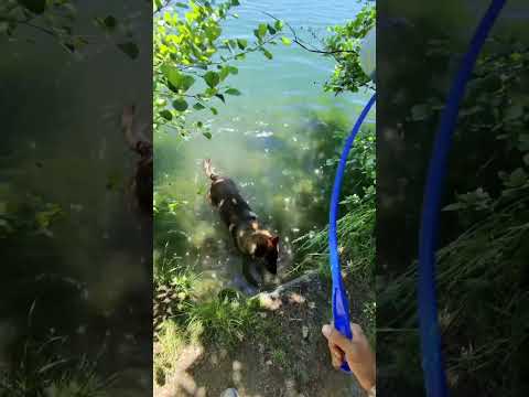 On profite du soleil à fond 🥰 #soleil #chien #lac #malinois thumbnail