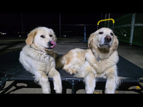 오늘도 개구리는 웁니다 thumbnail