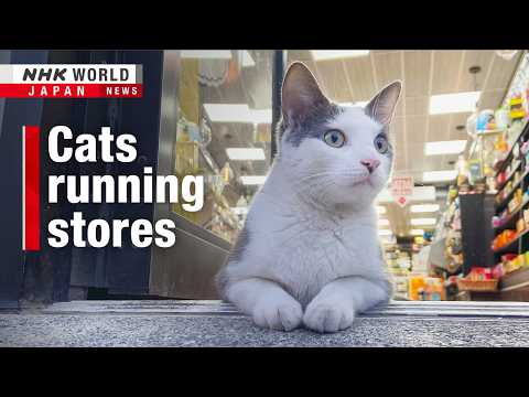 New York's Maneki neko: Bodega catsーNHK WORLD-JAPAN NEWS thumbnail