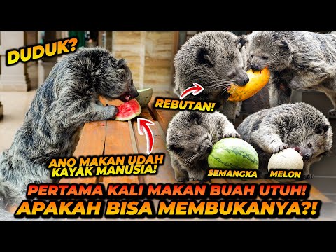 GEMESNYA PARA BINTURONG MENIKMATI BUAH UTUH SEGAR! CARA MAKANNYA KAYA ANAK KECIL! thumbnail