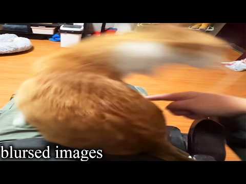 strange pics i have collected thumbnail