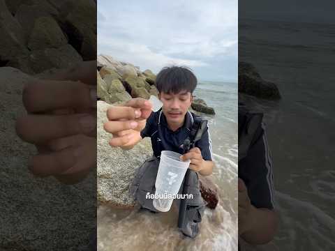 หา Sea Glass บนชายหาด จะได้ของแรร์ไหม!!? Ep.3 #ไอต้าวศิลา #seaglass thumbnail