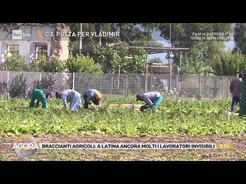 Braccianti e caporalato: il dramma dello sfruttamento in Italia - Agorà 05/06/2026 thumbnail