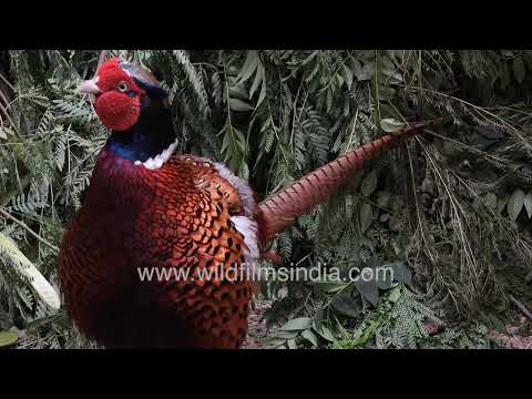 Common Pheasant and Grey Francolin roaming through greenery at Wilderness Orchard thumbnail