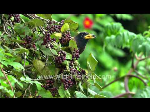Great Barbet feeding in Jabbarkhet Mussoorie thumbnail