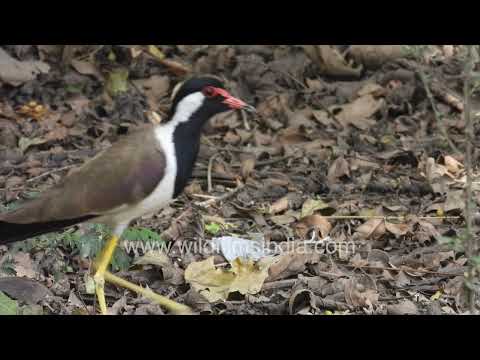 Red-wattled Lapwing walking and calling among dry leaves and twigs thumbnail