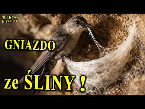 Ptasie "Rękodzieła" - Niezwykłe Gniazda Ptaków thumbnail