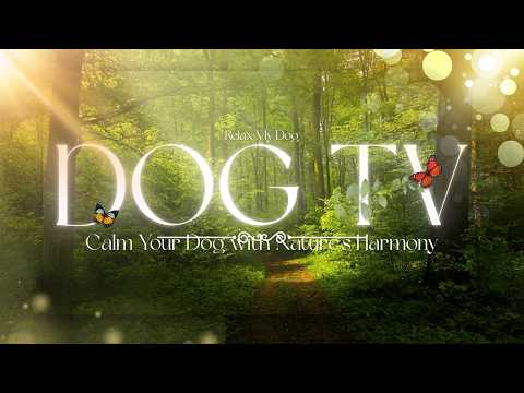 Virtual Outdoor Adventures for Dogs Without Leaving Home Today thumbnail
