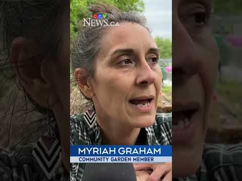 City of Ottawa closes community garden after conflicts between gardeners thumbnail