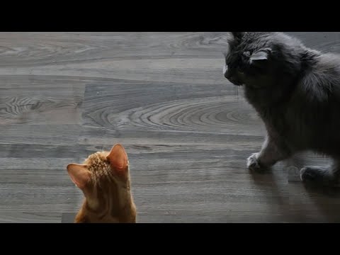 Cosmo und Loki sind in Gefahr! Bei den Antennen kein Wunder  thumbnail