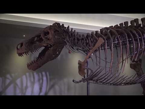 Scientists Believe This Is Why T. Rex Had Tiny Arms thumbnail
