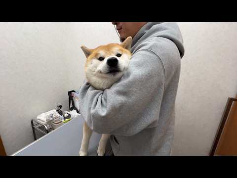 注射を打たれてから１分後…。時間差で「痛い！」と大絶叫する柴犬 thumbnail