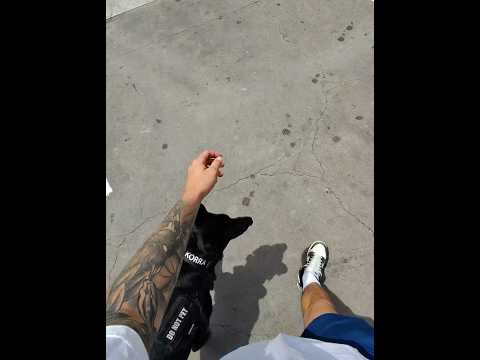 POV: Trying a new lunch spot with my German Shepherd thumbnail