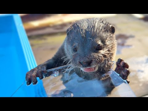 凍ったプールで滑って遊ぶカワウソがなんとも可愛らしい My Otters Having the Best Time on a Frozen Pool [元ネタ] thumbnail