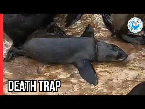 Seal Rescue: The Damage of Illegal Netting thumbnail