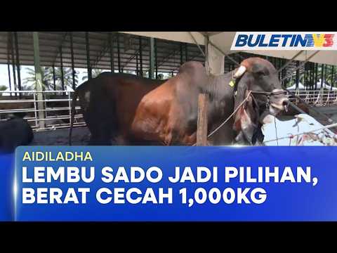 AIDILADHA | Lembu Sado Jadi Pilihan Peserta Ibadah Korban Di Banting thumbnail