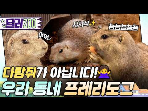 [🐕#달리ZOO] 아파트 단지에 짠하고 나타난 동물, 프레리도그?! 니가 왜 거기서 나와...?🤯 #TV동물농장 #달리 #DALI thumbnail