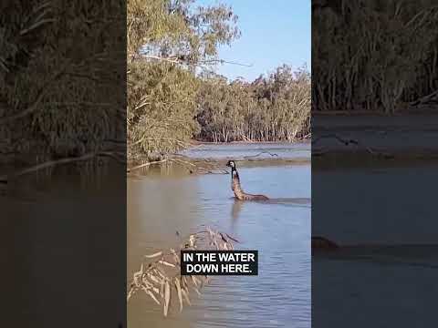 Emus Are Dodgy - Ozzy Man Reviews thumbnail
