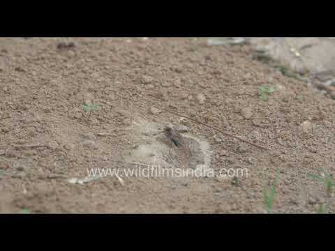 A bustling ant colony in the wilderness orchard area of New Delhi. thumbnail