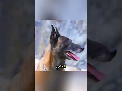 🐶💔 الكلب الذي أنقذ الأرواح متأخرًا thumbnail