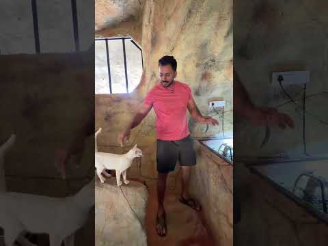 ഭീകരൻ #petstationkannur thumbnail