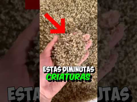 Me lo he Comido 😱 thumbnail