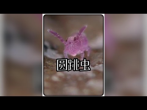 世界上最可愛的小蟲蟲！圓跳蟲！ #動物解說 #微觀生物 #青年創作者成長計劃 thumbnail