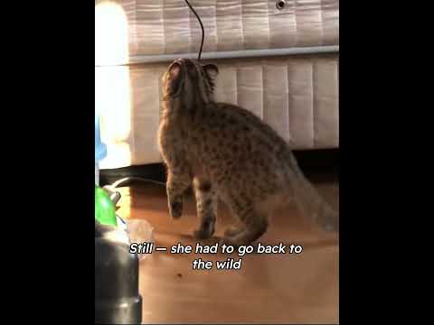 A man picked up a stray kitten,but it kept looking stranger as it grew…urns out it’s a Leopard cat!🐈 thumbnail