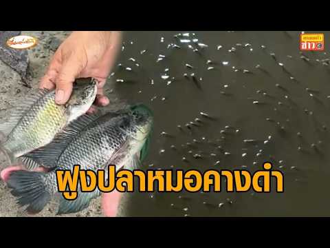 ขนลุก! พบฝูงลูกปลาหมอคางดำลอยคออ้าปากฮุบอากาศ เต็มแม่น้ำเจ้าพระยา thumbnail