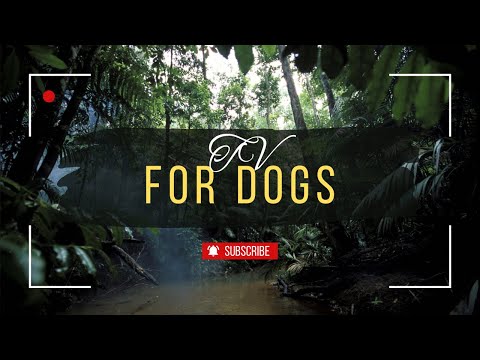 TV for Dogs! Hours of the best relaxing focus TV for anxious and bored dogs! thumbnail