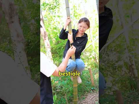 Les insectes à l’intérieur des bambous peuvent devenir un plat délicieux ! thumbnail