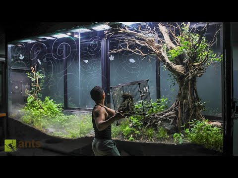 I Released Birds Into My Giant Grasslands Vivarium thumbnail