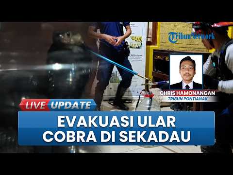 Hendak Cuci Piring, Warga Kaget Temukan Ular Kobra di Rumah, Damkar Sekadau Sigap Lakukan Evakuasi thumbnail