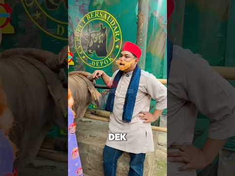 NUR MAU BELI SAPI, CERY YANG TRAKTIR, GAK TAUNYA... | NURRAYNI25 thumbnail