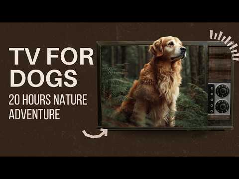 20 HOURS of Peaceful Virtual Walking Adventures for Dogs Enjoying Nature Views thumbnail