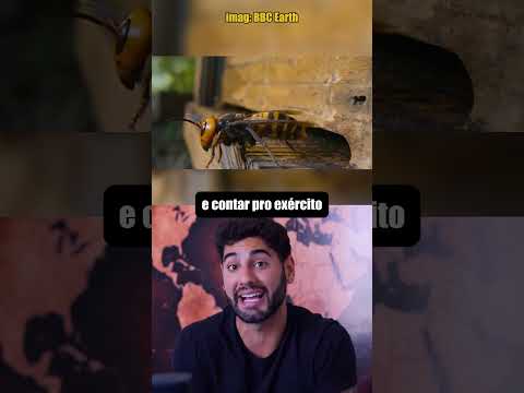 Abelhas x Vespas thumbnail