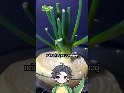 ต้นหอม กับ หอมหัวใหญ่ | TOGE トゲ thumbnail
