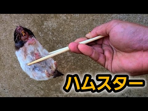 ハムスターは骨ごと飲み込みます thumbnail