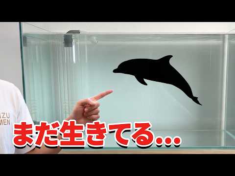 ショップに売れ残っていたイルカを飼育してみると… thumbnail