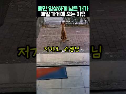 뼈만 앙상하게 남은 개가 매일 가게에 찾아오는 이유 thumbnail