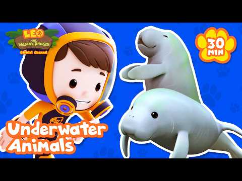 DIVE INTO THE SEA AND MEET UNDERWATER ANIMALS! | Leo the Wildlife Ranger | Learning Animal Cartoons thumbnail