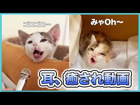 【超至近距離】耳が癒されるASMR厳選週👂️💕｜PECO thumbnail